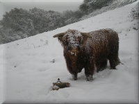 Highland cattle in the Snow Highland cattle in the Snow